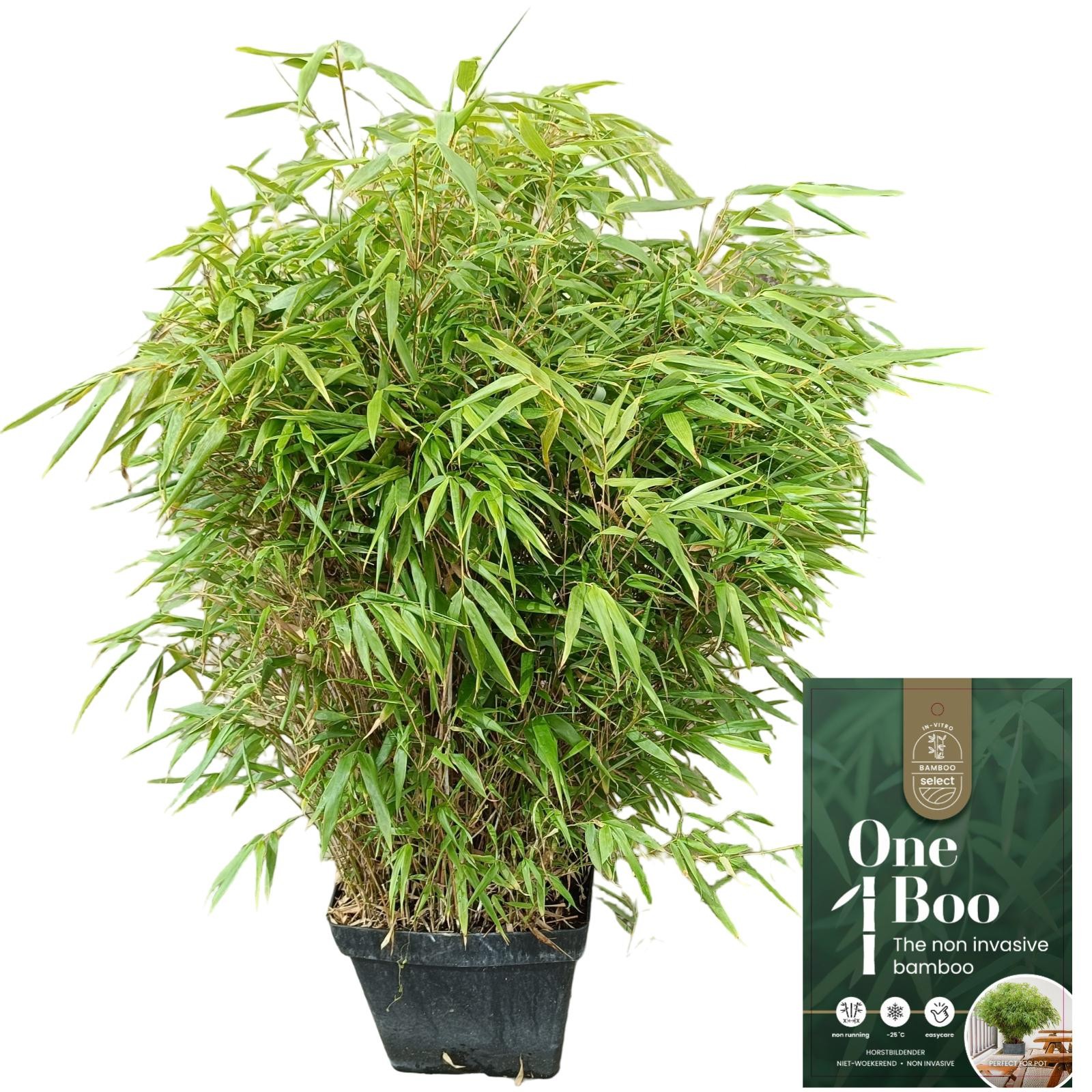 Fargesia Rufa C15, D 32