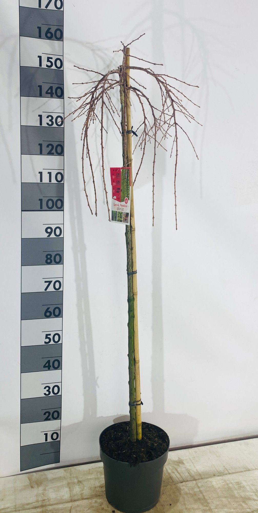 Larix kaempferi 'Pendula', D 26