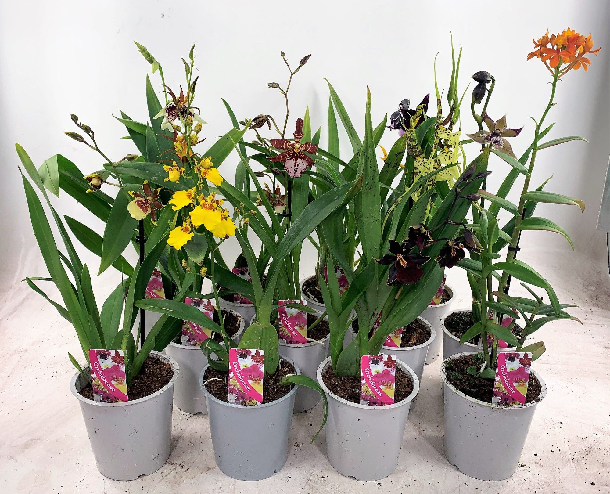 Budget Orchideeën Mix 1-tak, D 12