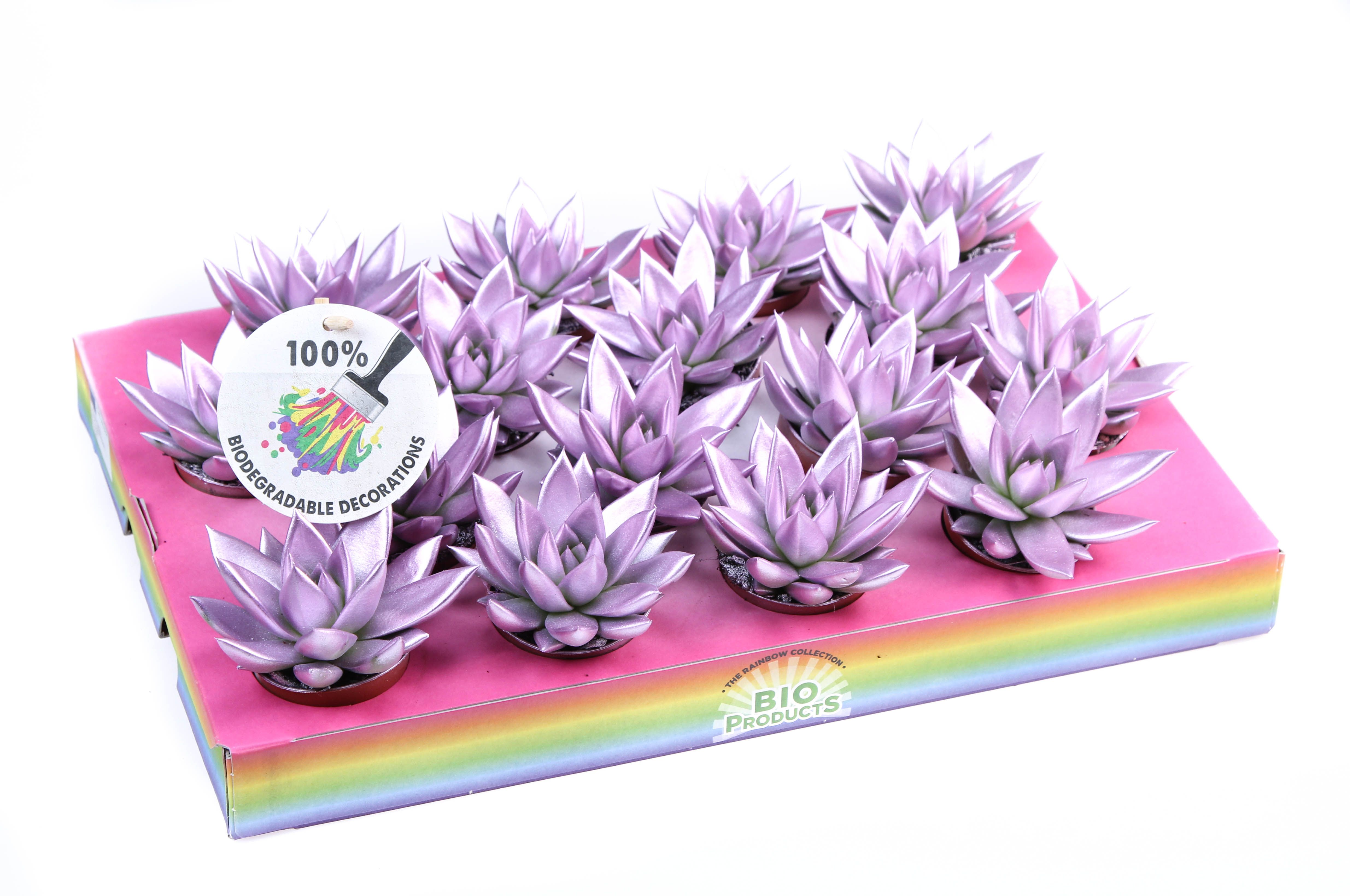 Rainbow Metallic pink, D 6,5