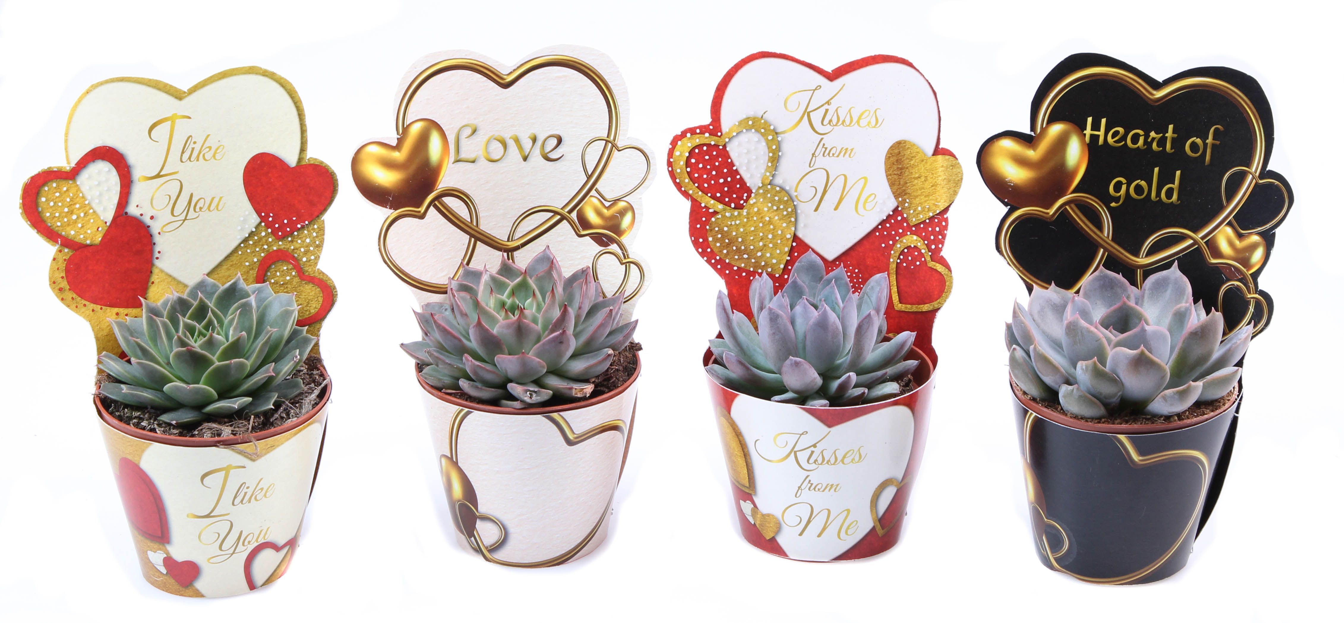 Potcover love mix echeveria mix, D 8,5