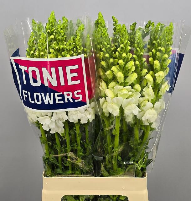 Антирринум Мэрилэнд Вайт, шт.