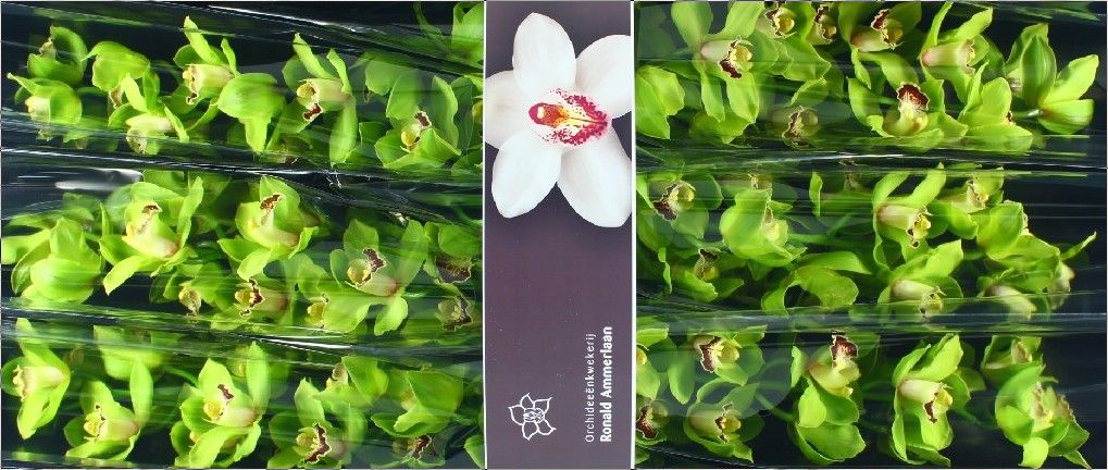 Цимбидиум Грин Вэлли x6 80, шт.