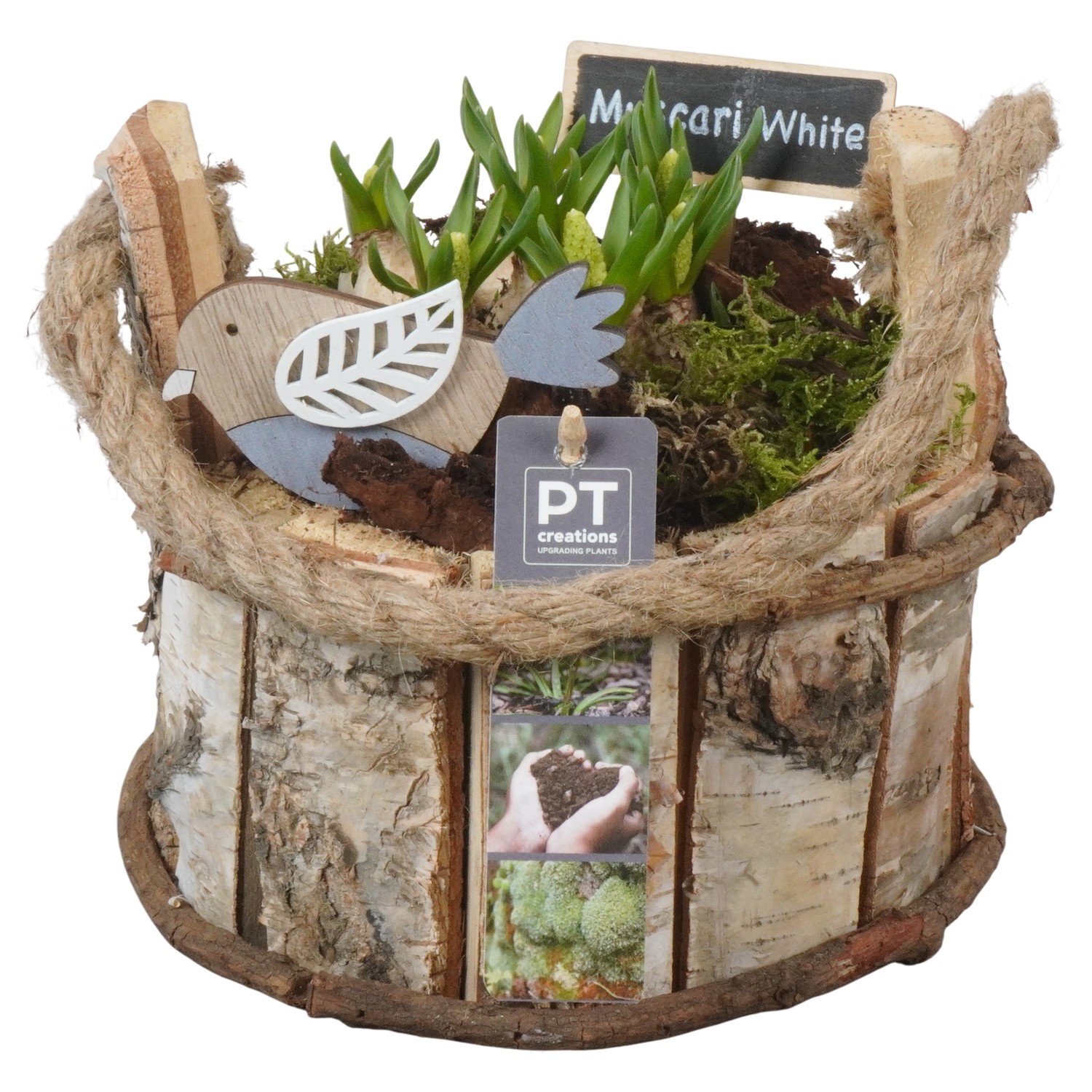 PTWMB8147 Arrangement Muscari White in houten pot, D 18