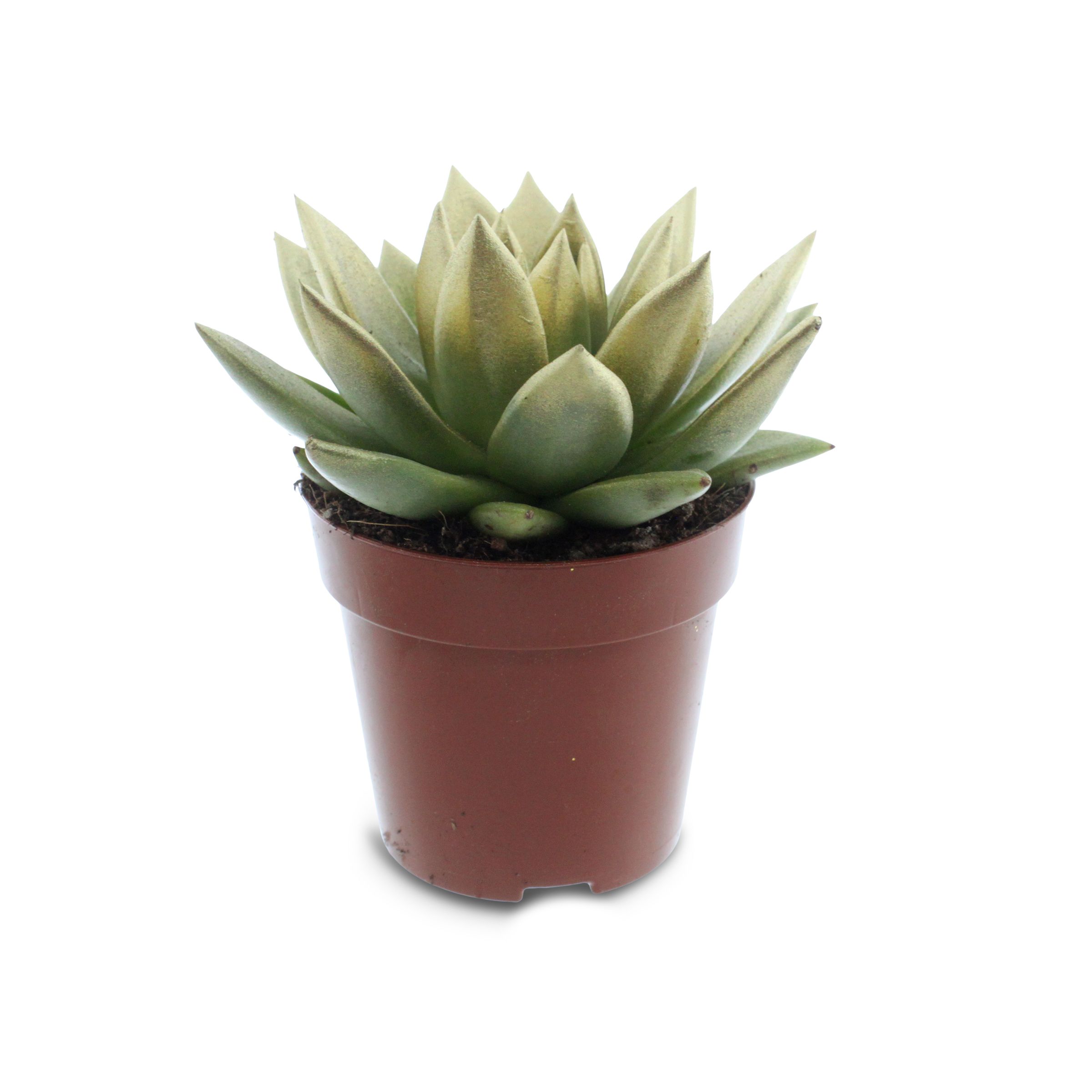 Miranda coloured festival gold, D 12