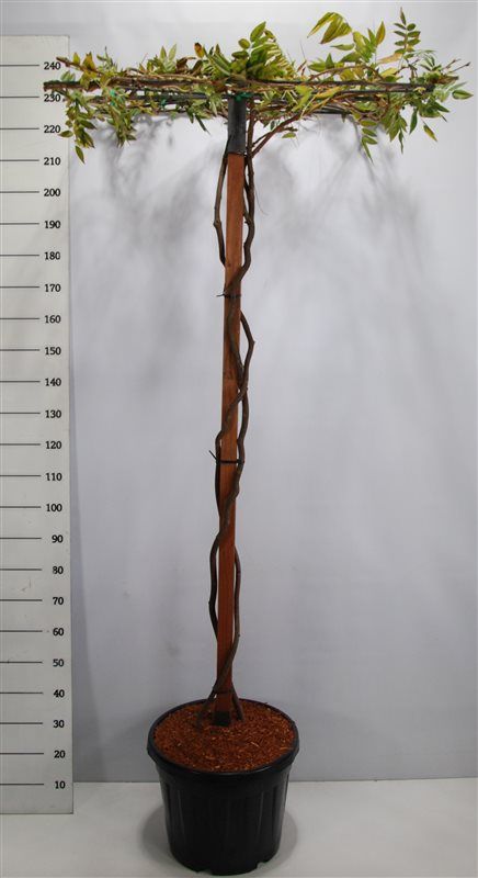 Wisteria brach. 'Yokohama fuji', D 48