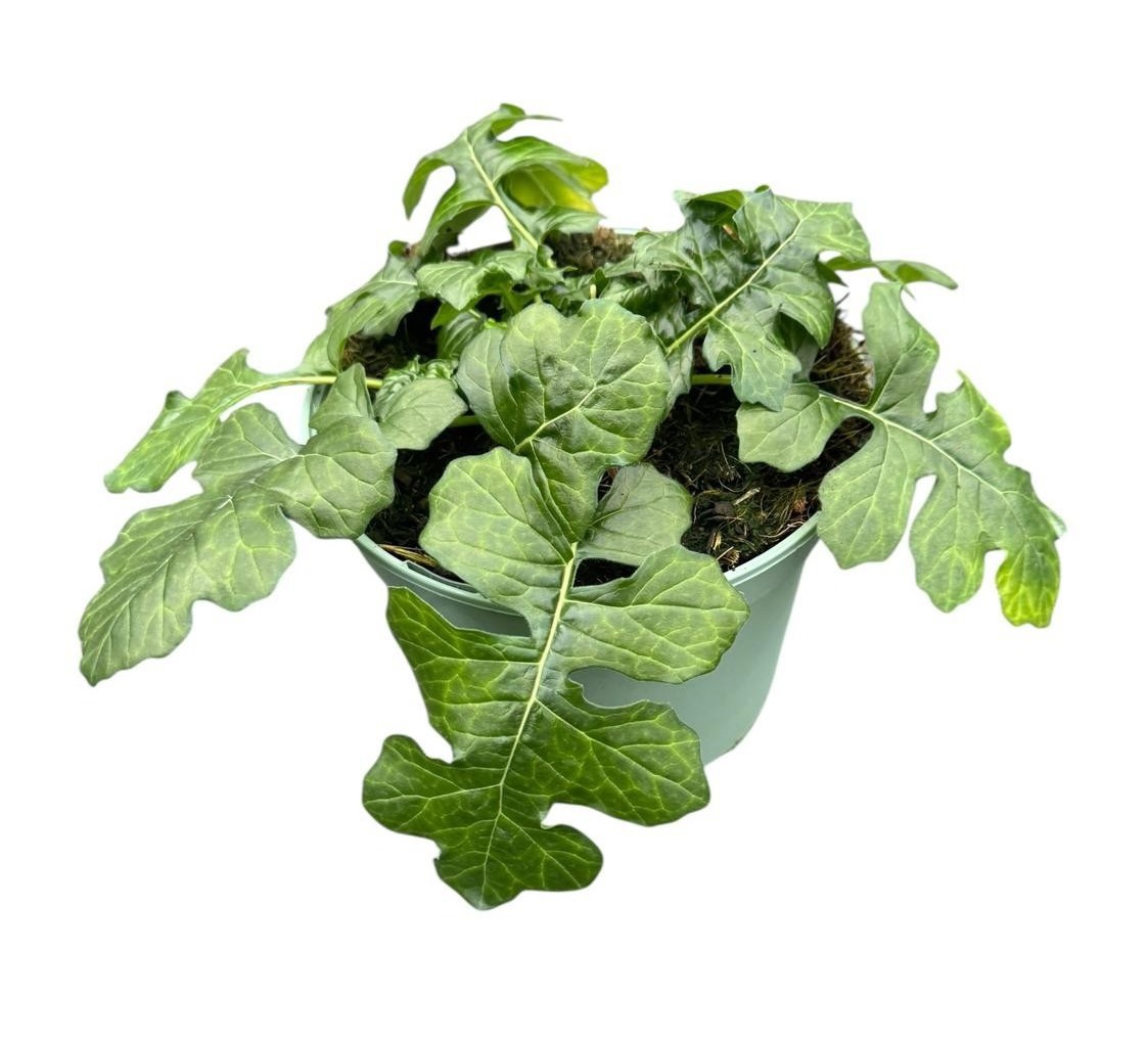 Acanthus White Lips, D 19