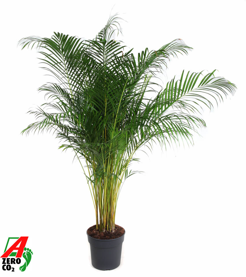 Dypsis Lutescens(Areca) P34, D 34