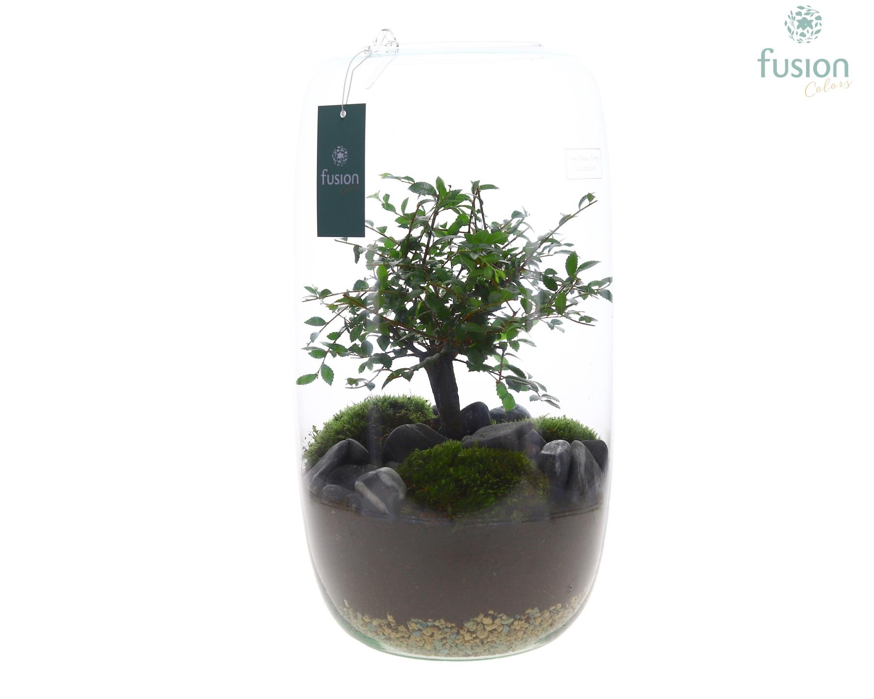 Green Bottle Isabella XXLarge met Bonsai, D 23