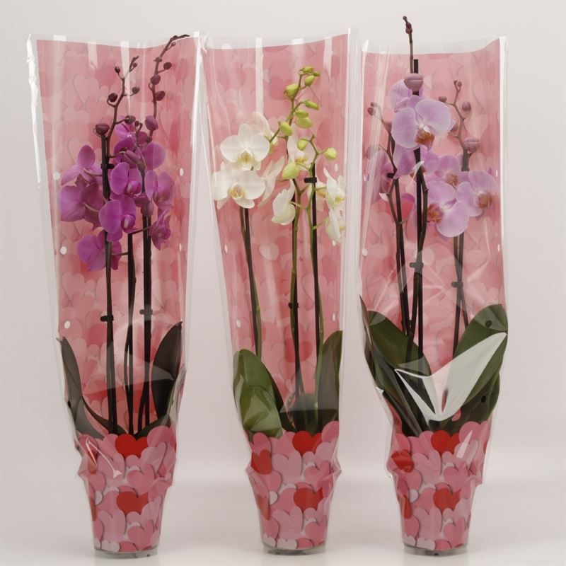 Phalaenopsis gemengd 3 tak mix in Valentijn hoes, D 12