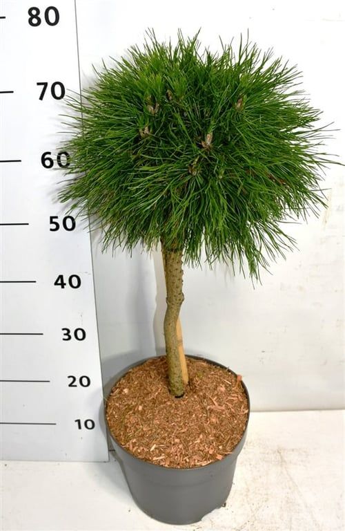Pinus mugo 'Varella', D 80
