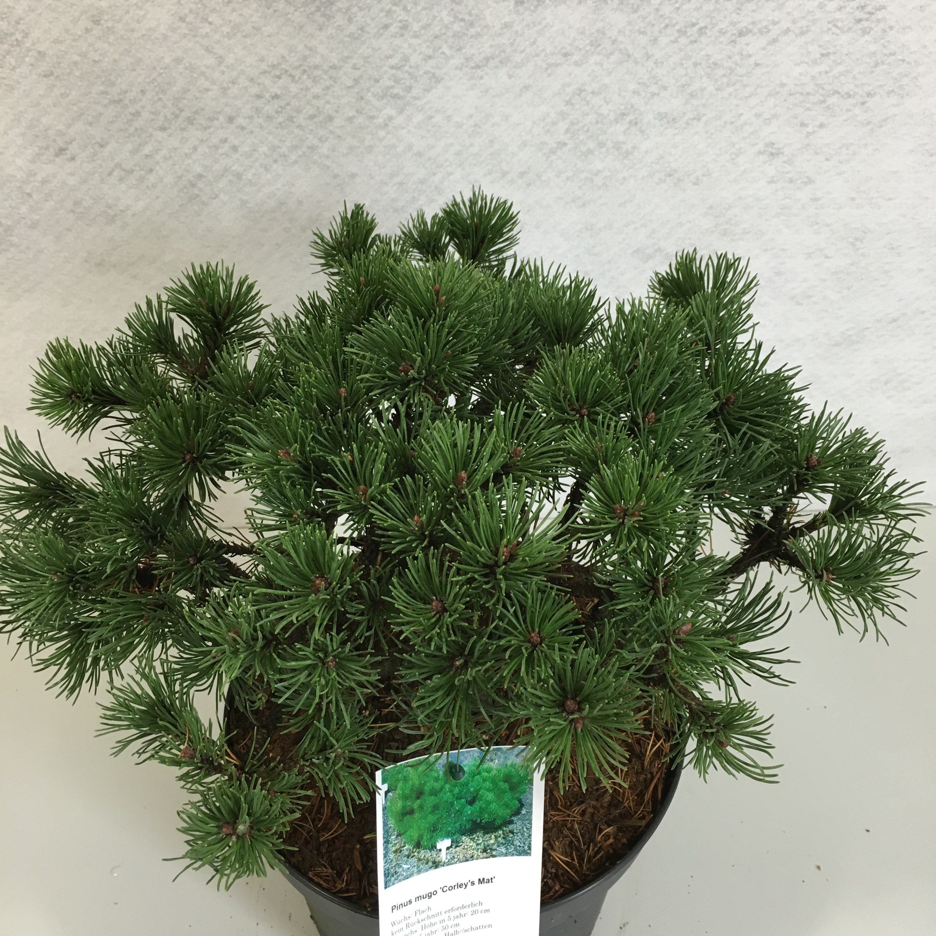 Pinus mugo 'Corley's Mat', D 26