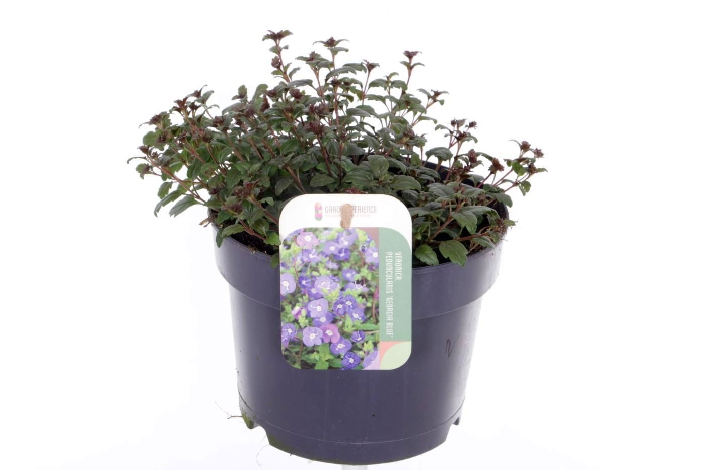 Veronica Peduncularis Georgia Blue, D 17