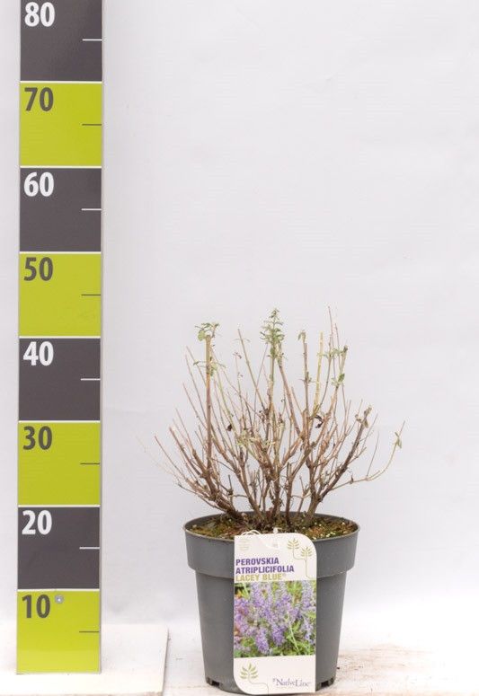 Perovskia atriplicifolia 'Lacey Blue' (R) C 4,6, D 23
