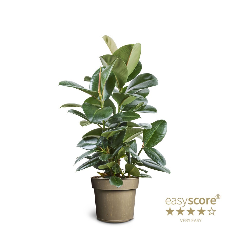 FICUS ELASTICA 'SOFIA ', D 24