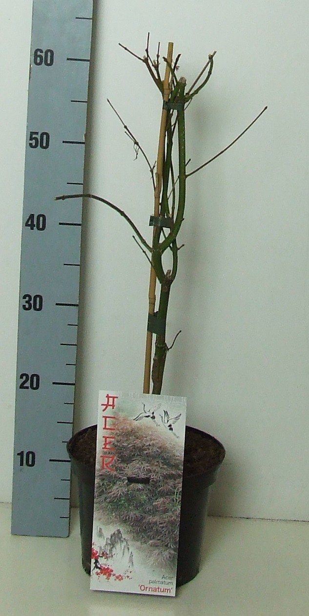 Acer palmatum 'Ornatum' P19 Full CC, D 19