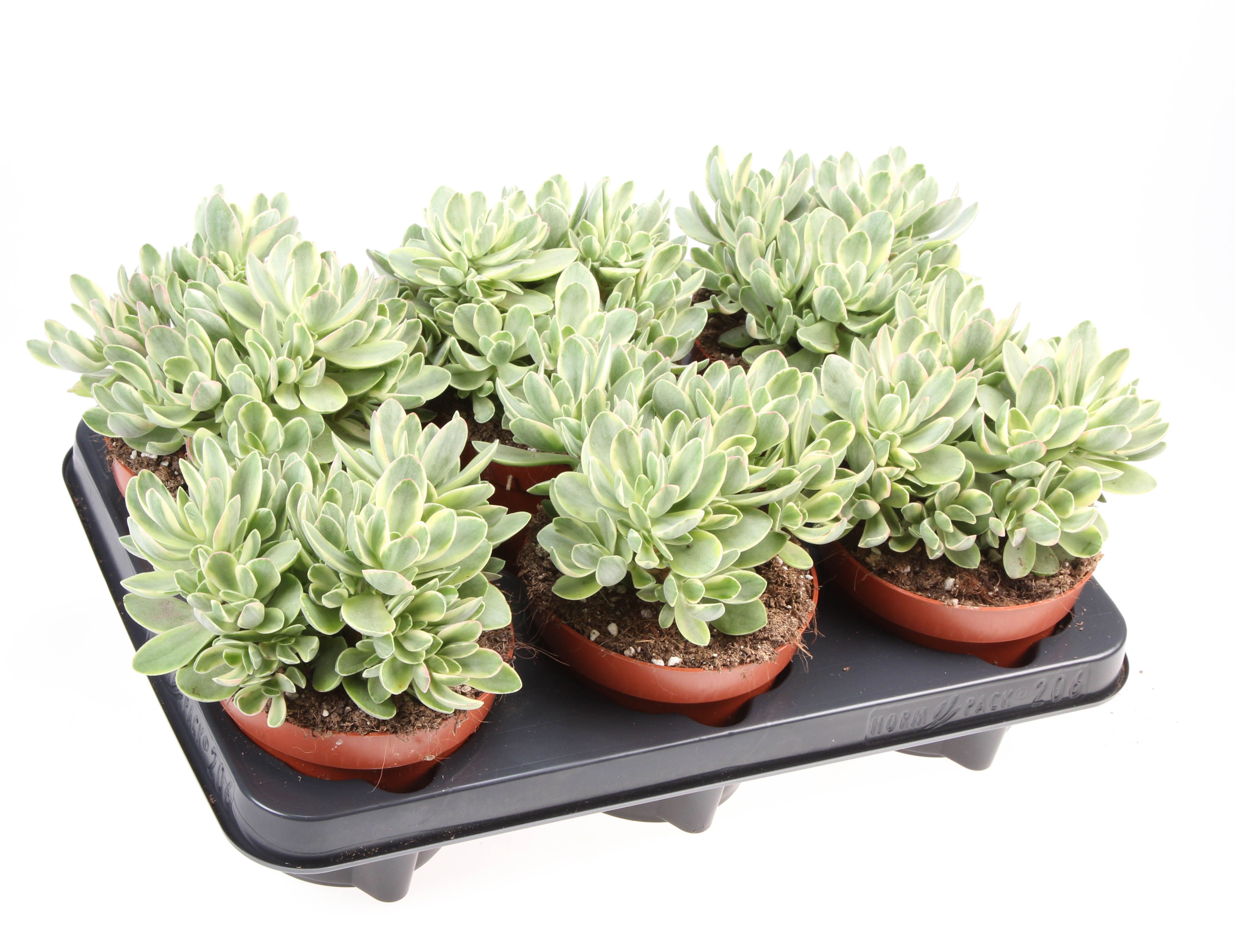 Crassula Moneymaker, D 12