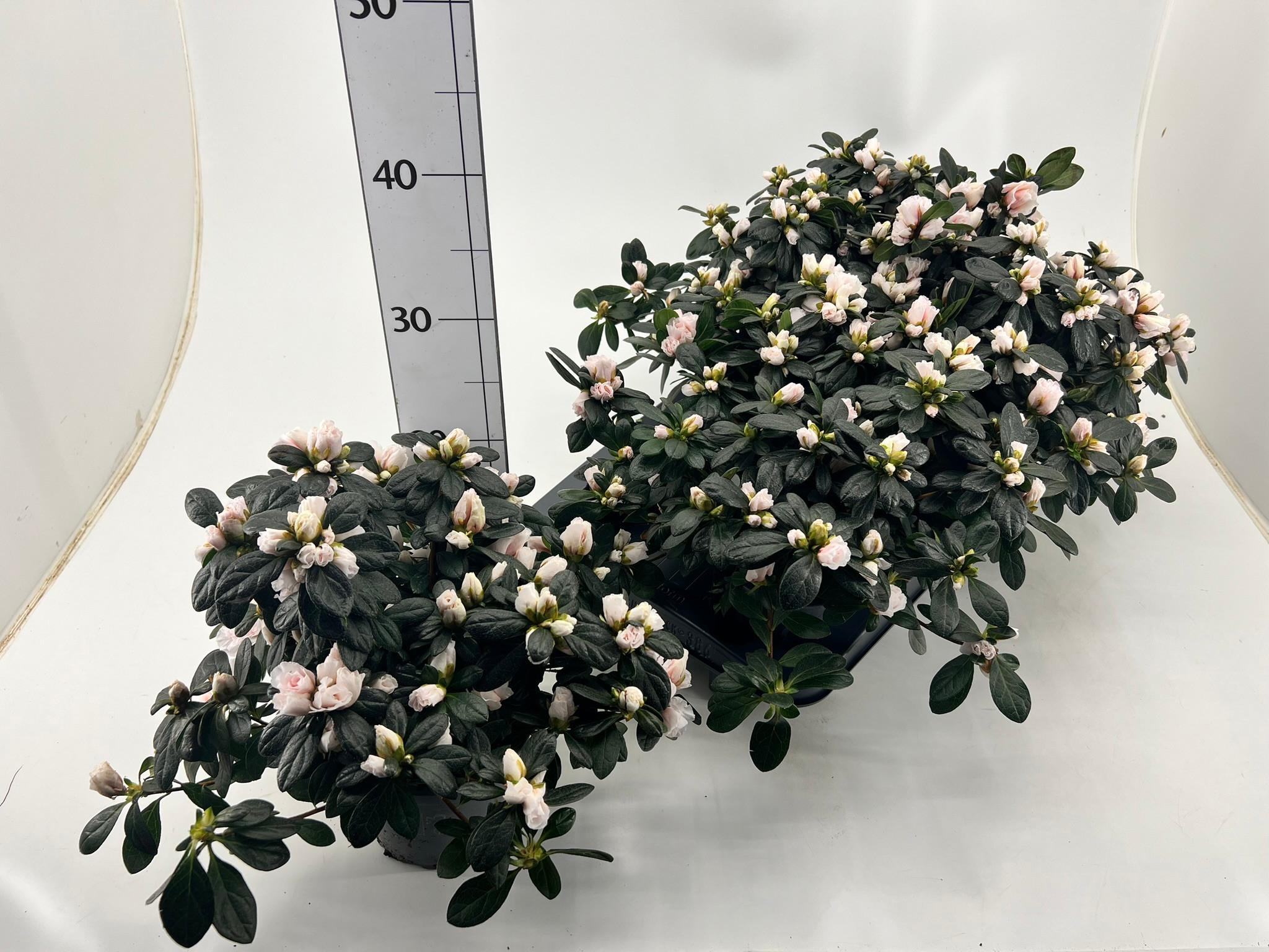 Rhododendron simsii T13 Champagne, D 13