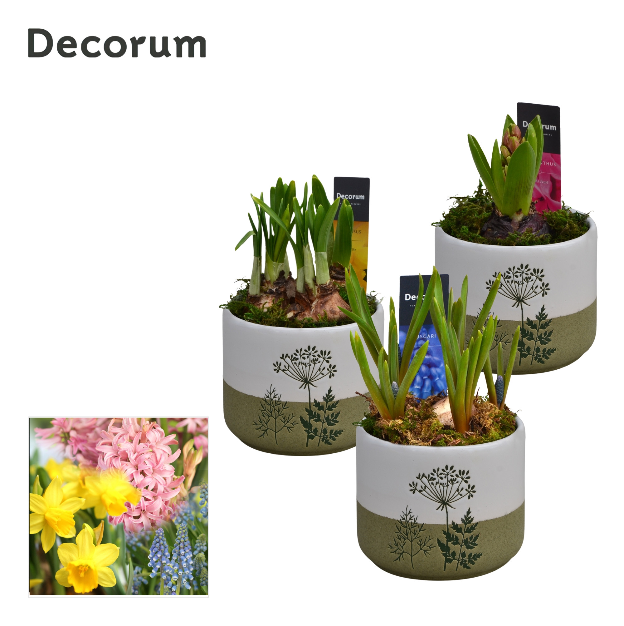 Bollenmix FloraLeaf HL15163B, D 10