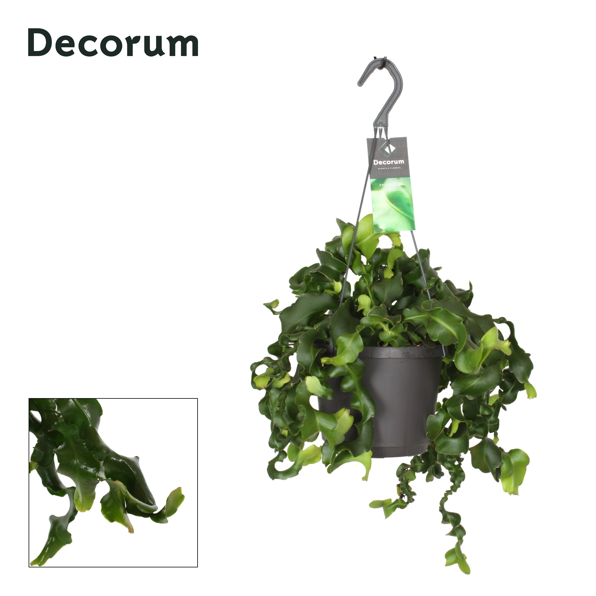 Epiphyllum guatamalense, D 17