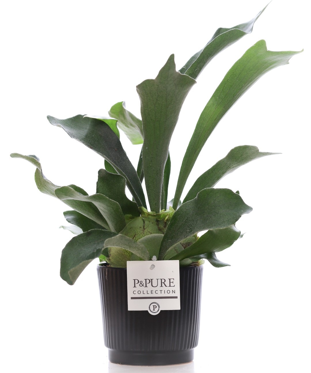 Platycerium Bif. in P&PURE Liv ceramics matt black, D 12