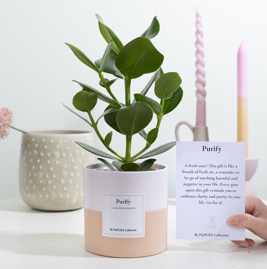 Clusia Rosea Gift "Purify" WITH GREETING CARD!!!, D 12