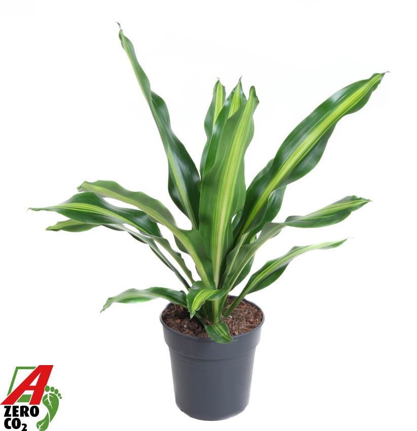 Dracaena Burley kopstek P24, D 24