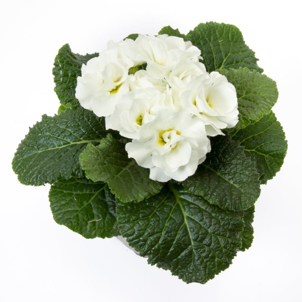 PRIMULA VULGARIS-HYBRID 'PRINCESS', D 11