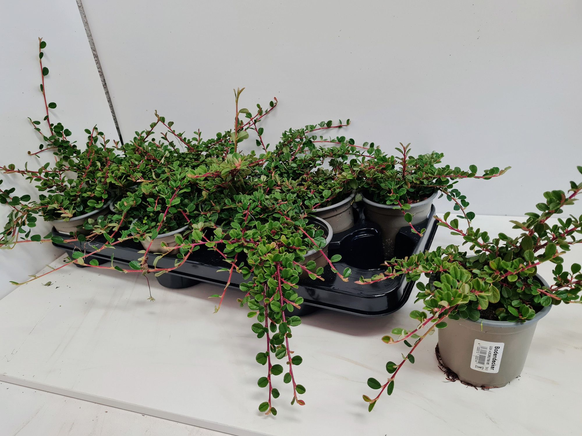 Cotoneaster Frieders Evergreen, D 11