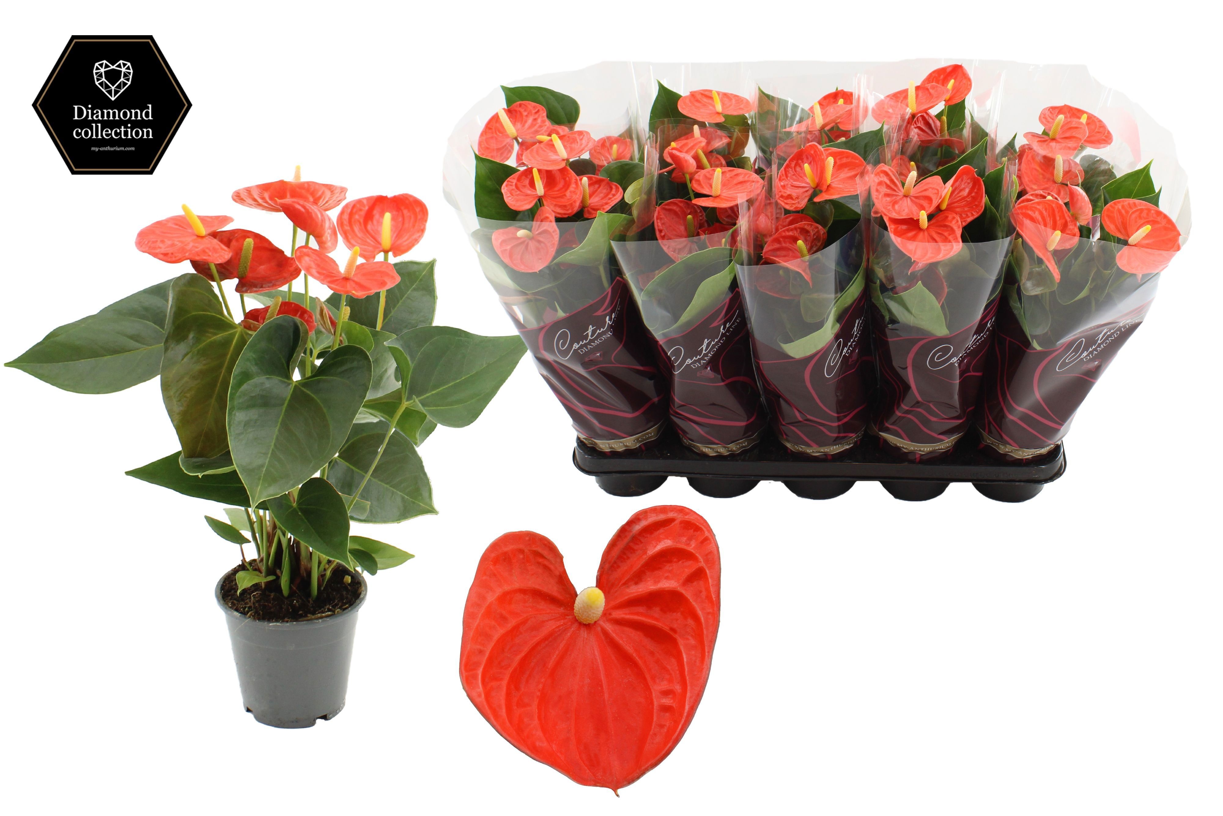 Anthurium 12 cm Cinemato in Couture Diamond Line sleeve, D 12