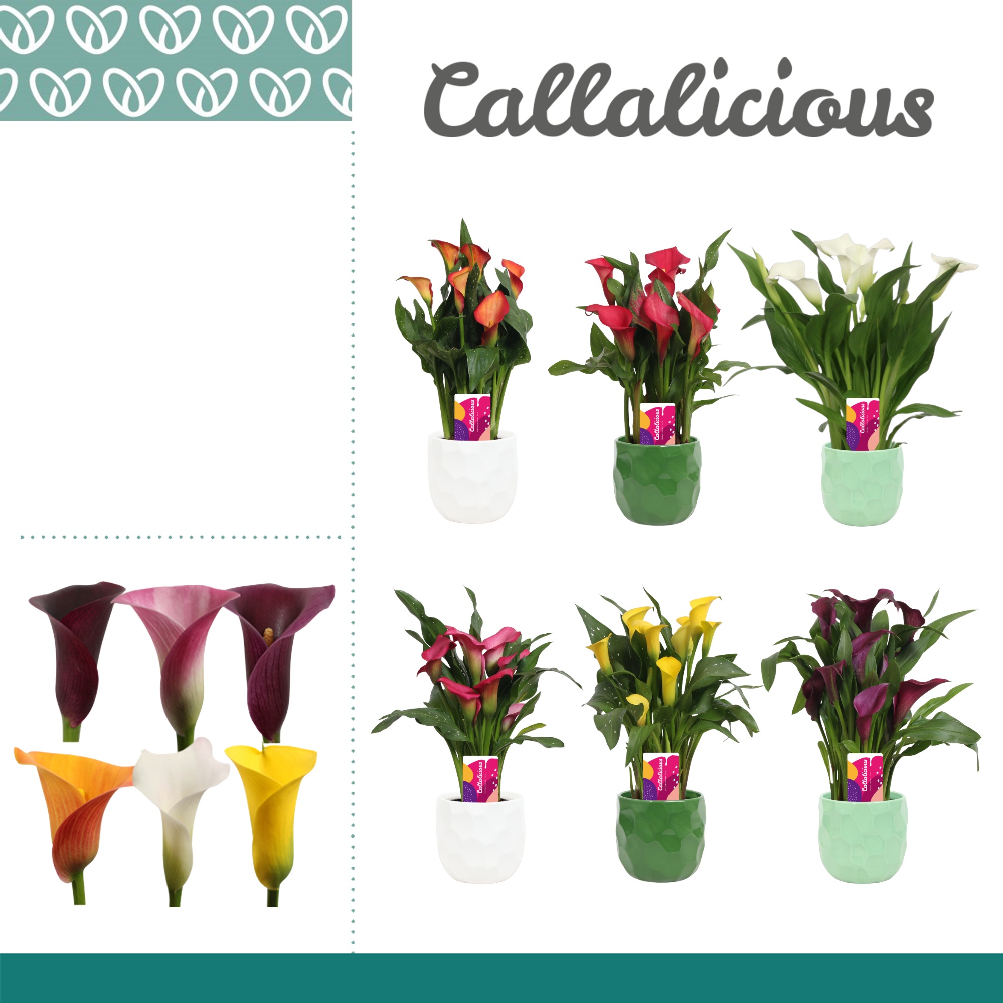 Zantedeschia (Calla) Mix in Ompot Nora, D 12