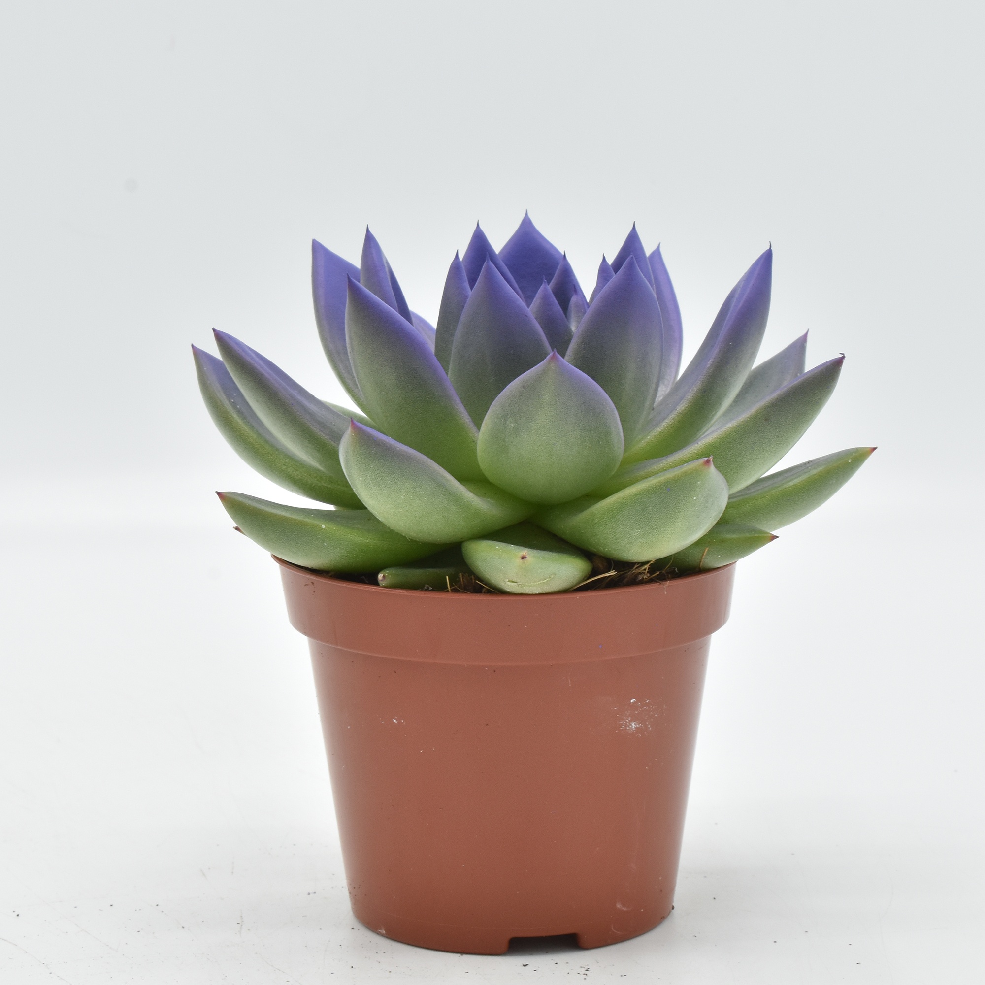 Miranda coloured purple festival, D 8,5