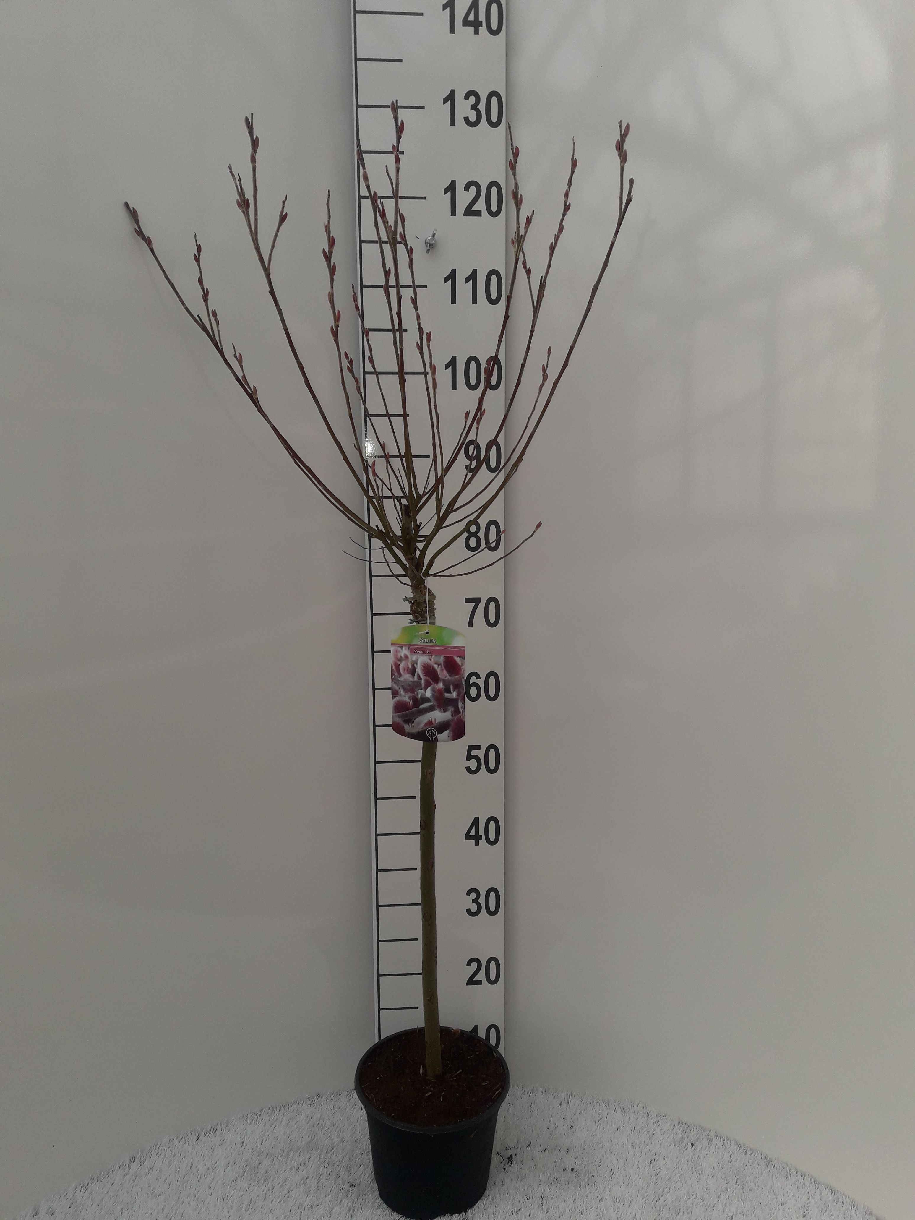 Salix Mount Aso, D 19