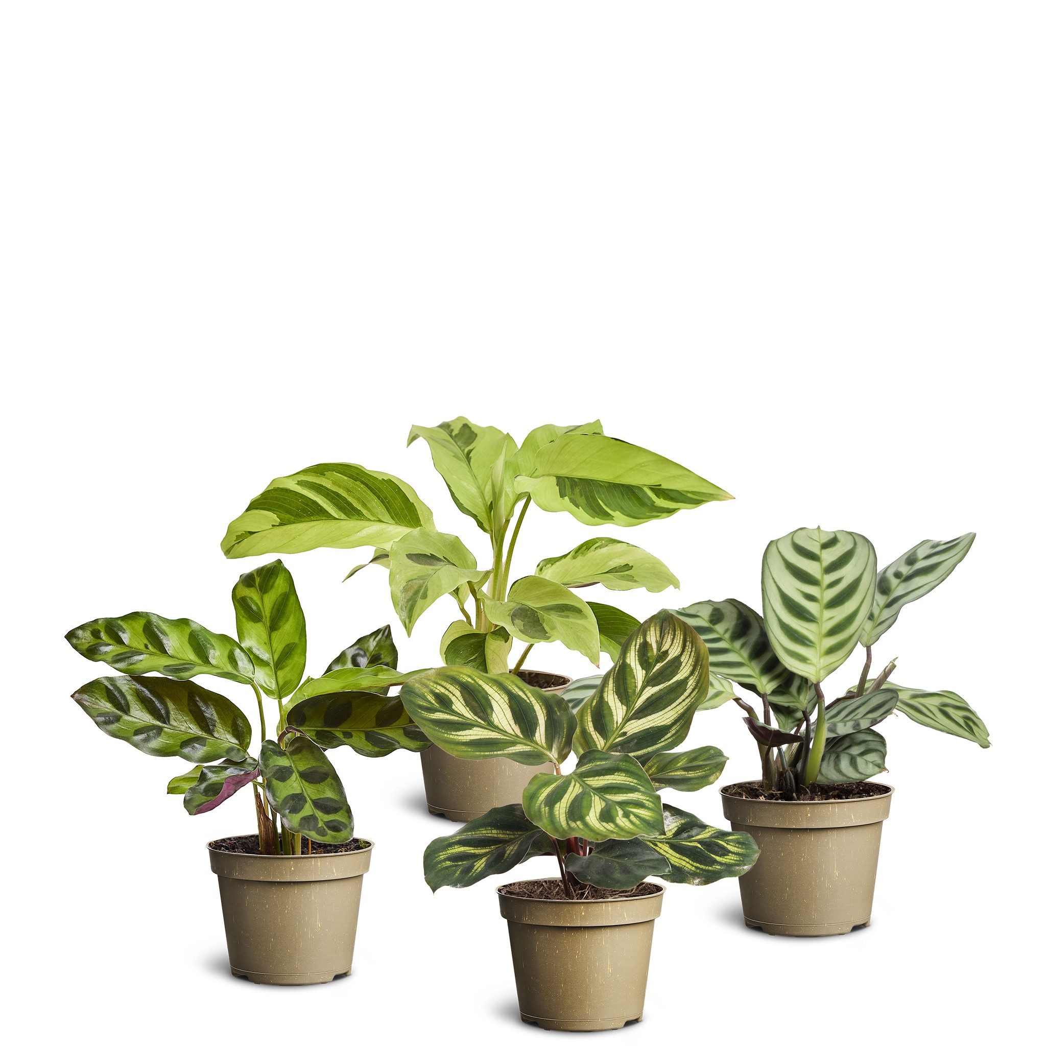 Calathea Collection, D 6