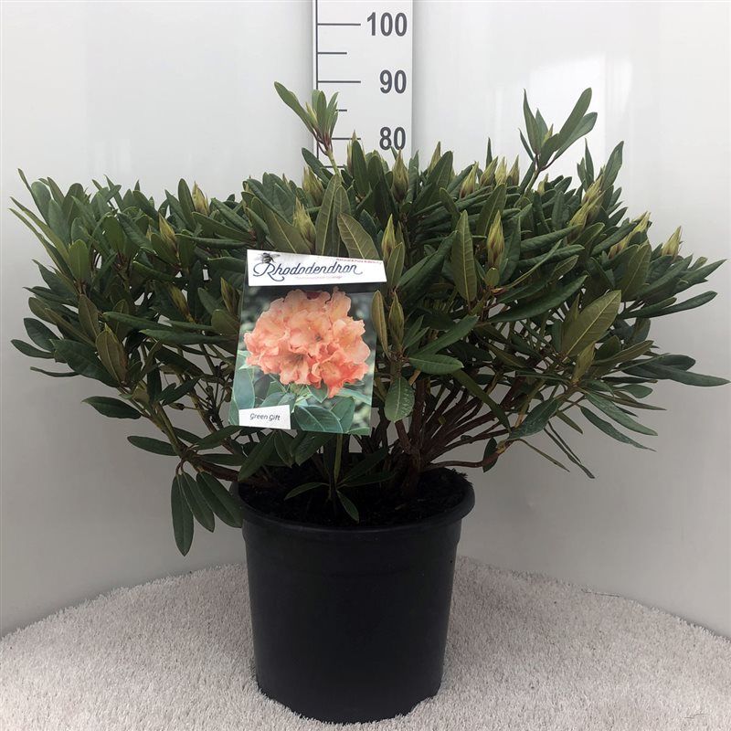 Rhodo. 'Tortois. Orange' orange/salmon, D 37