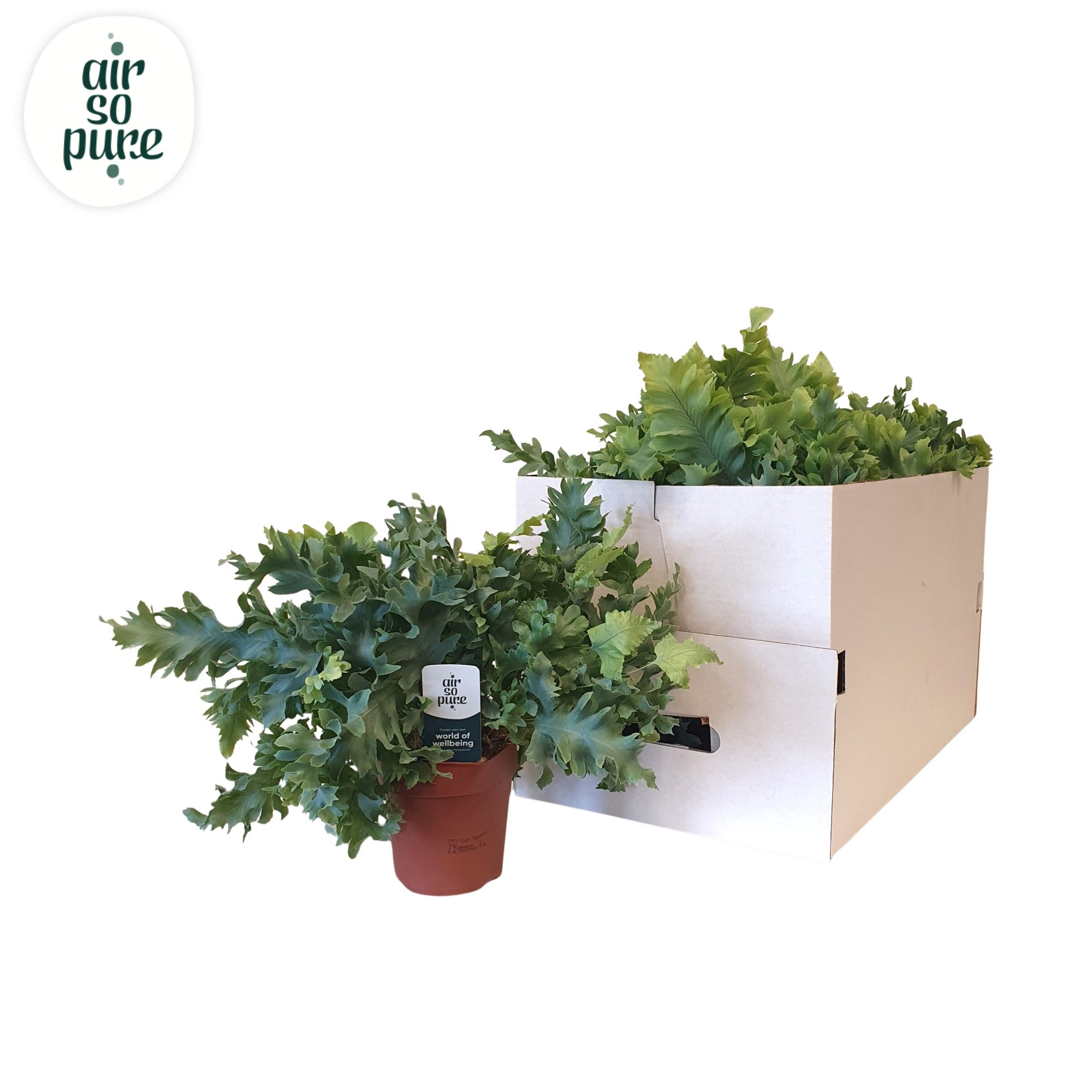 Phlebodium davana ECO, D 12