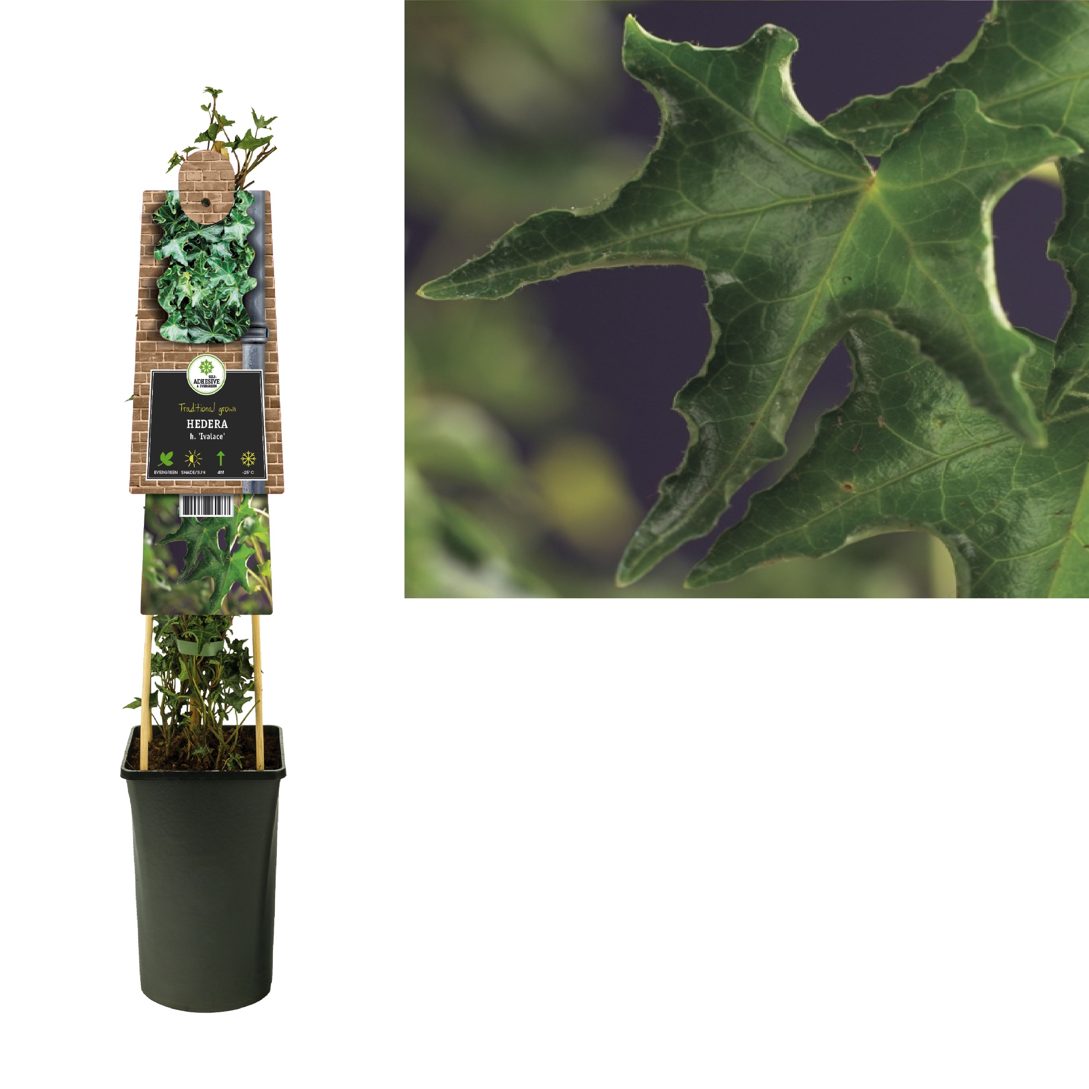 Hedera h. 'Ivalace' +3.0 label, D 17