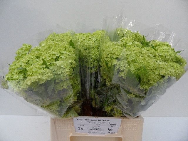 Вибурнум Розеум 40 (зел.), шт.