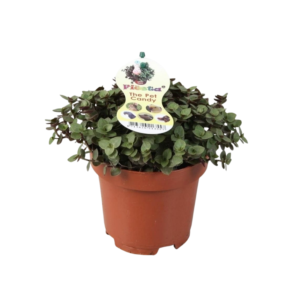 Calissia repens, D 12