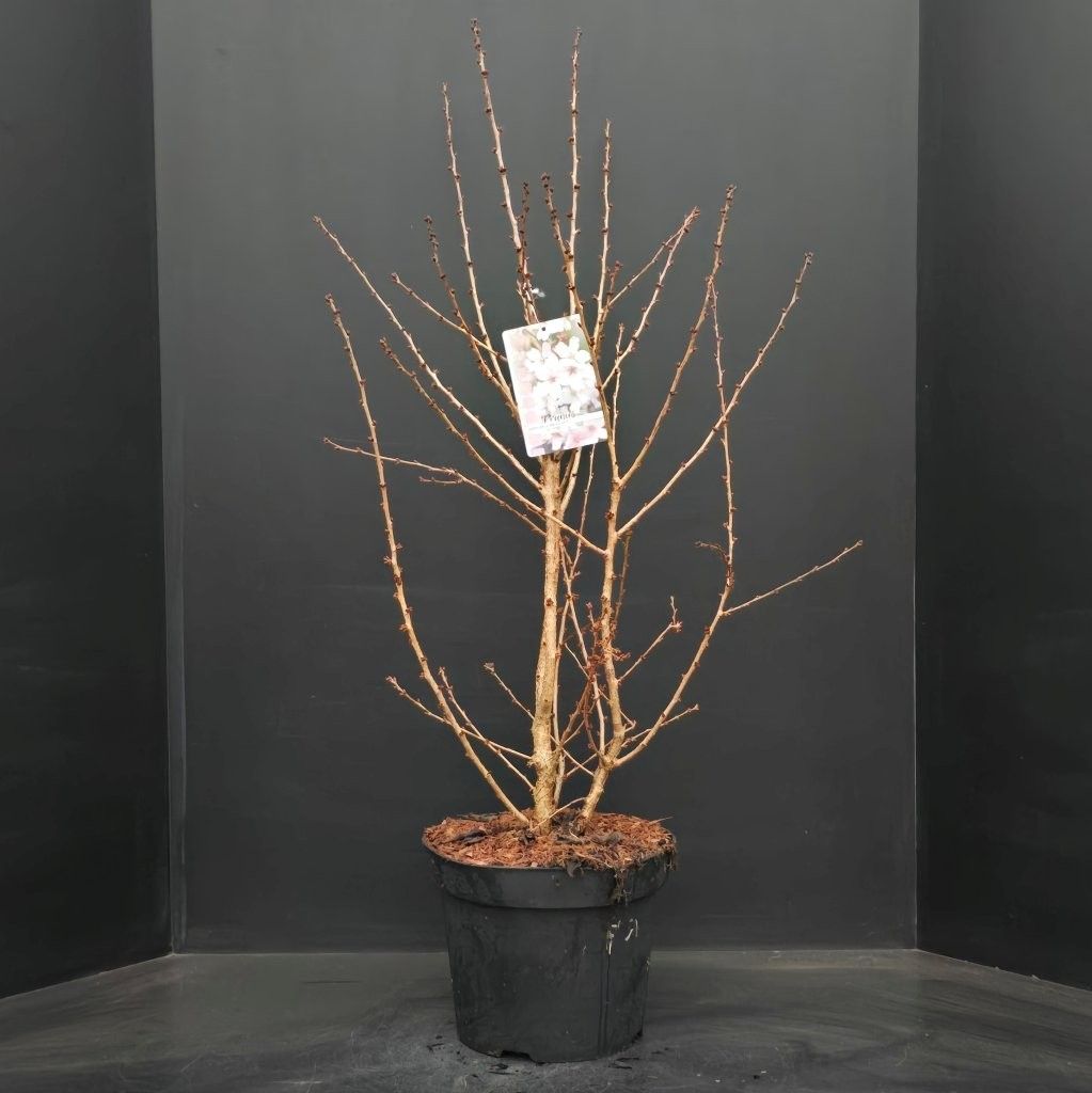 Prunus nipponica Brillant, D 29