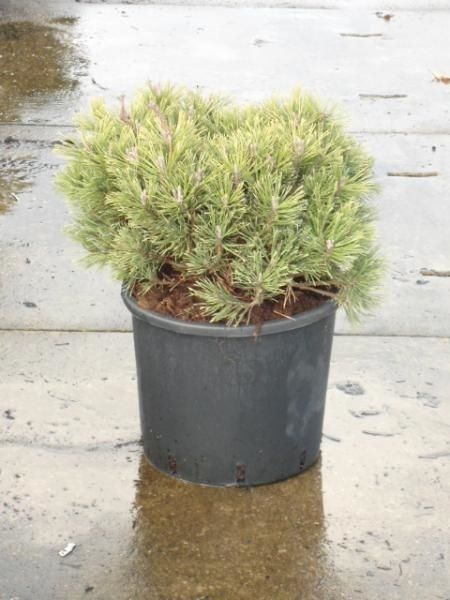 Pinus mugo Mops, D 32