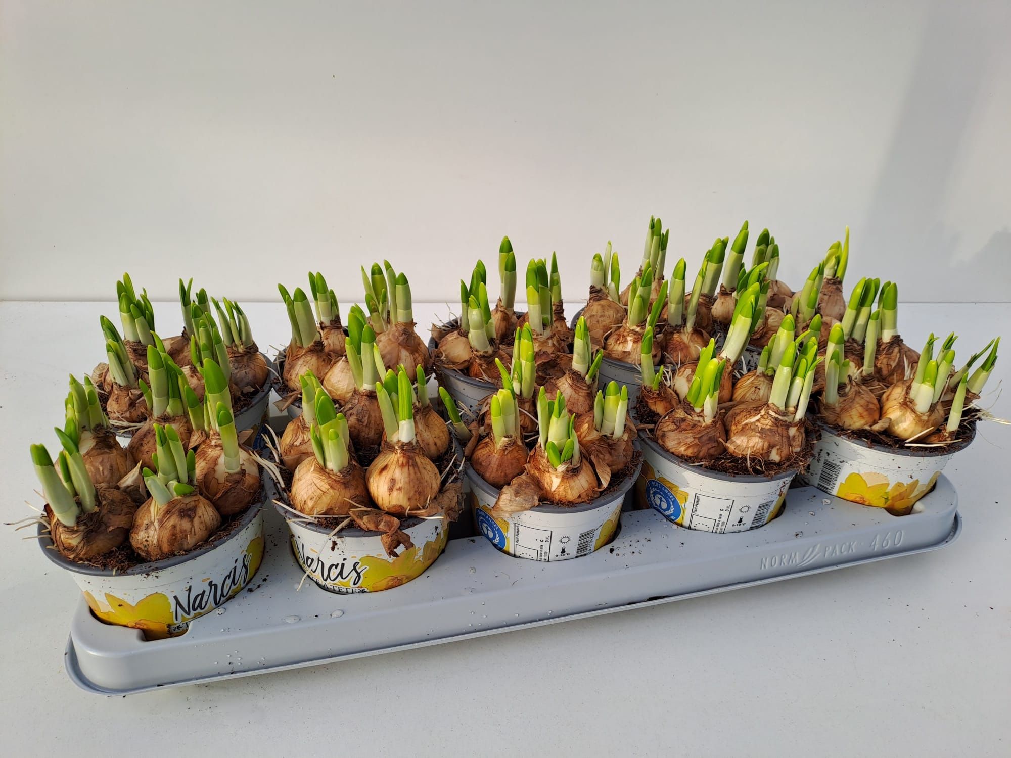 Narcissus Téte á Téte 12cm, D 12