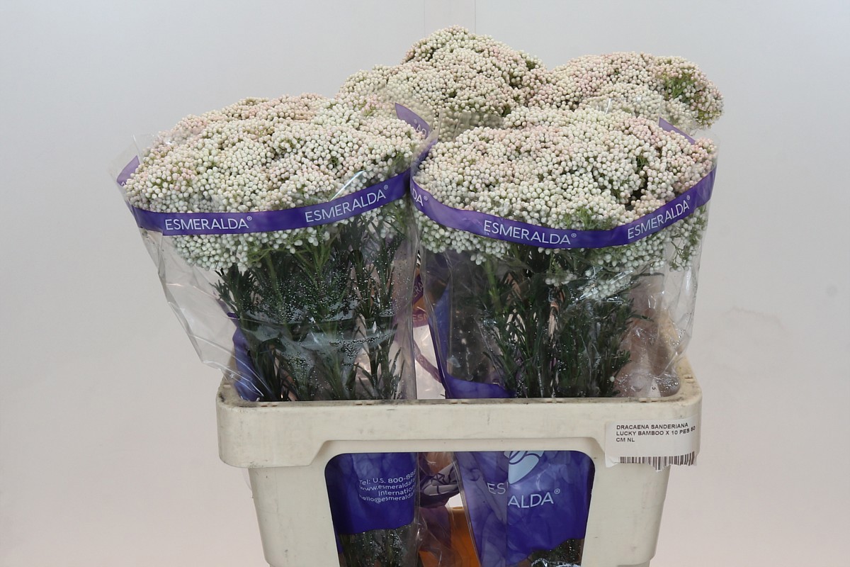 Озотамус Кукс Сноу Вайт 60 (бел.), шт.