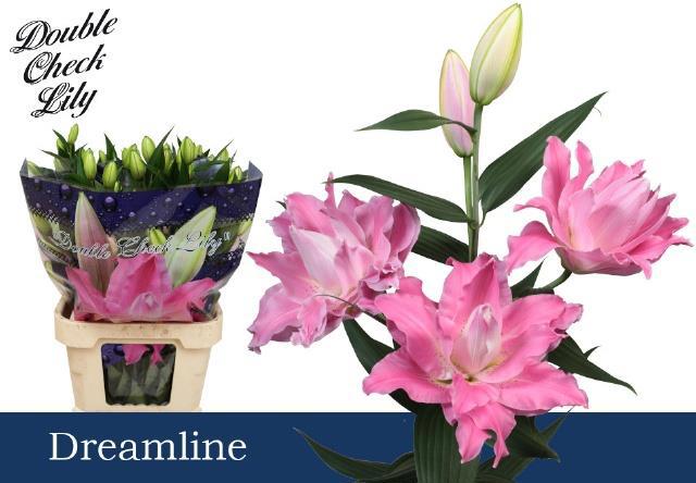 Лилия дв. Дримлайн 75, шт.