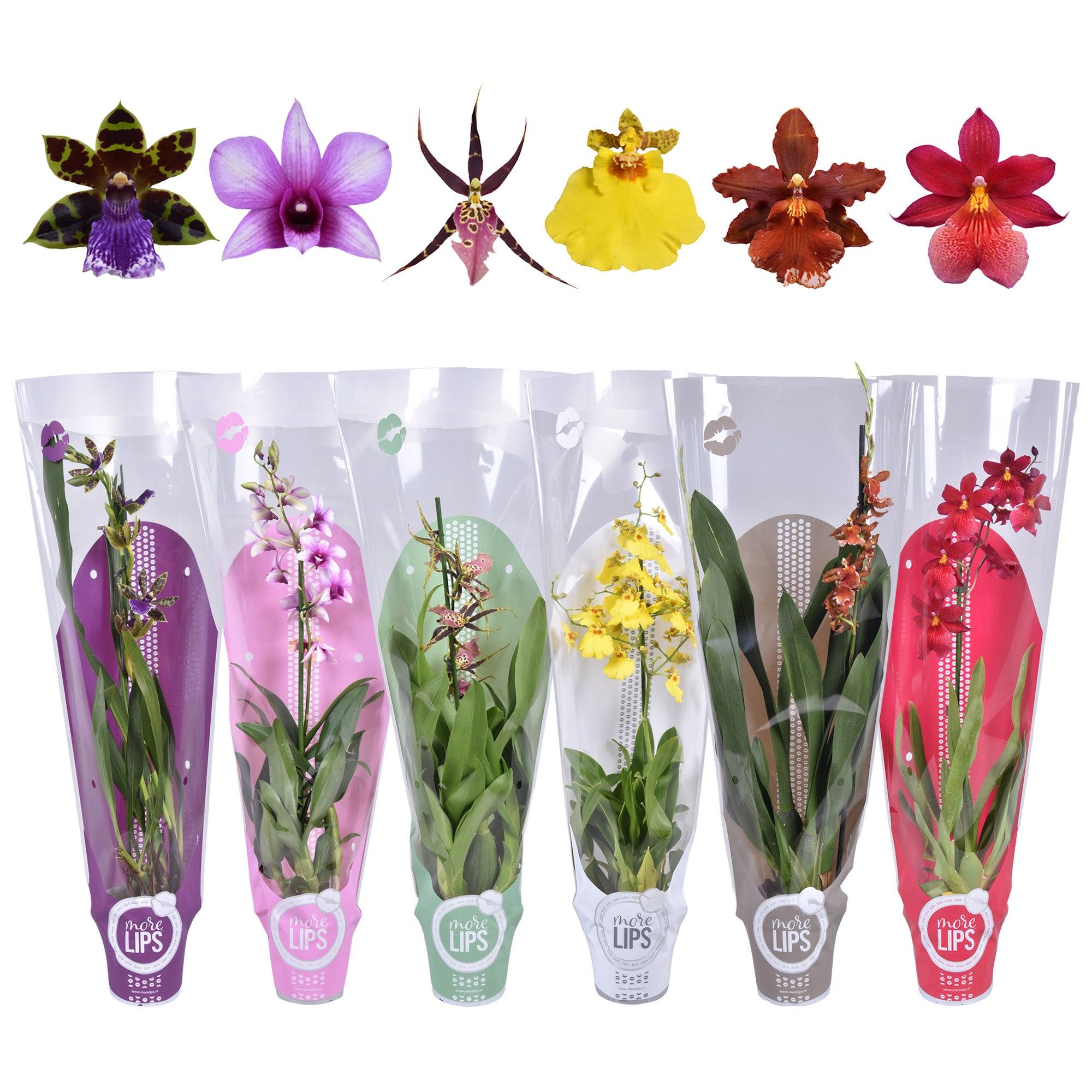 MoreLIPS® Orchideeën Mix 1 tak met gekleurde showhoes, D 12