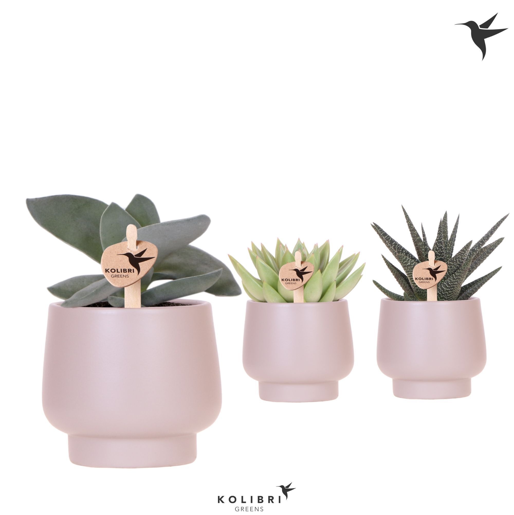 Kolibri Greens Succulenten mix in Scandic pot taupe, D 9