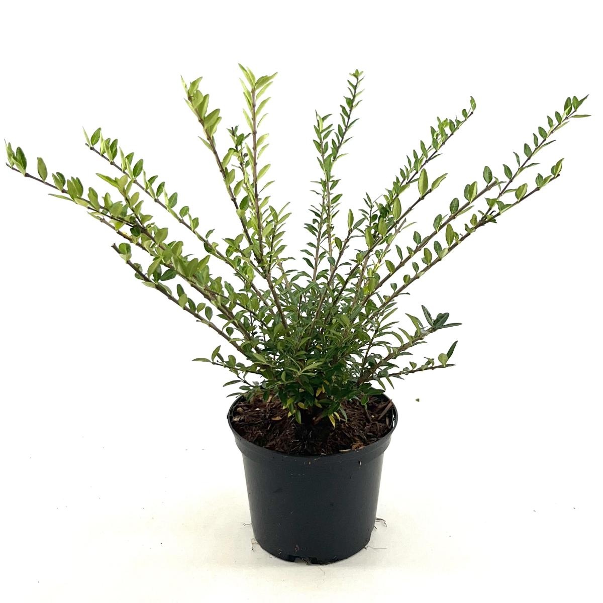 Lonicera pileata, D 17