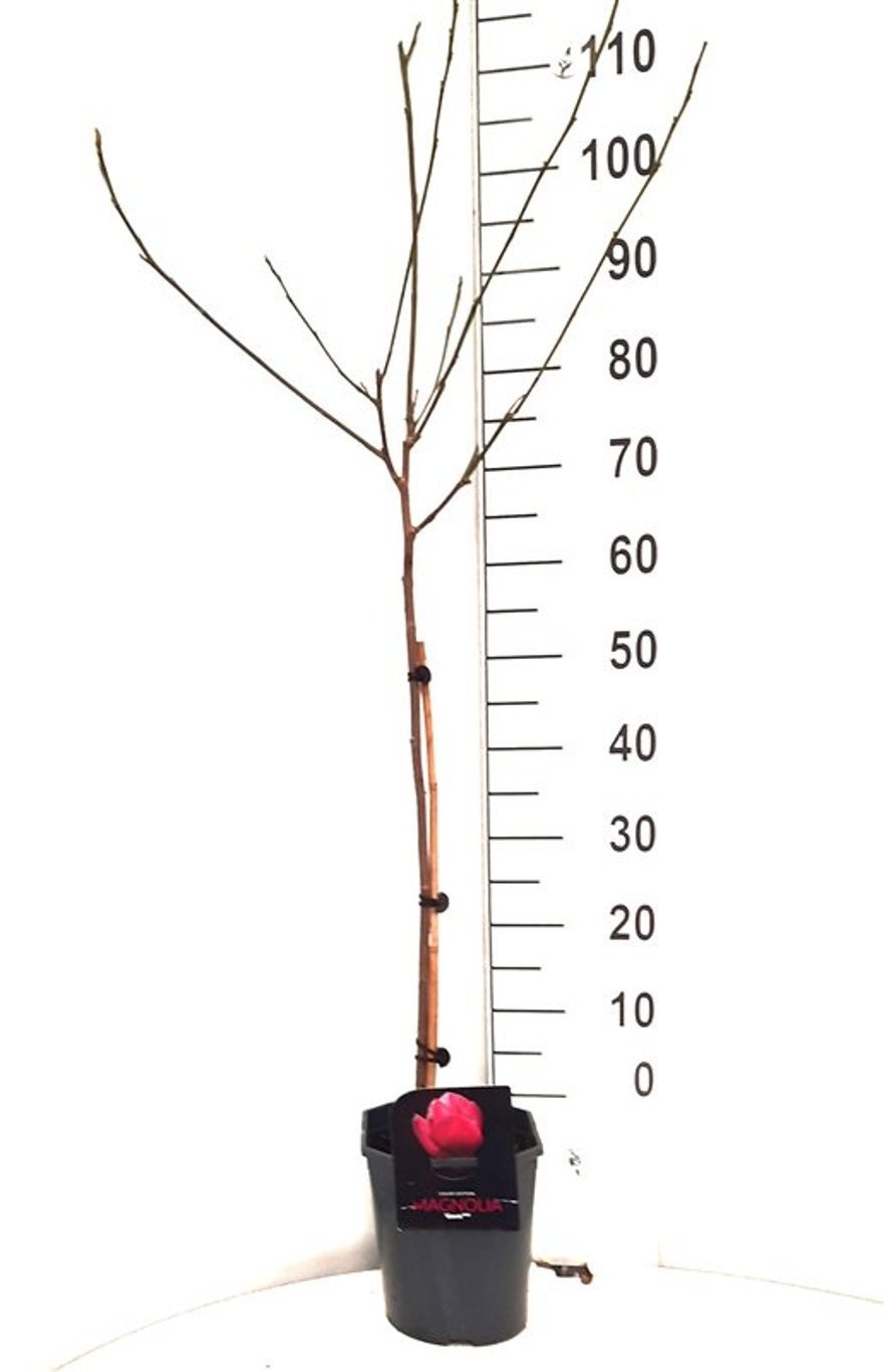 Magnolia 'Genie'®, D 21