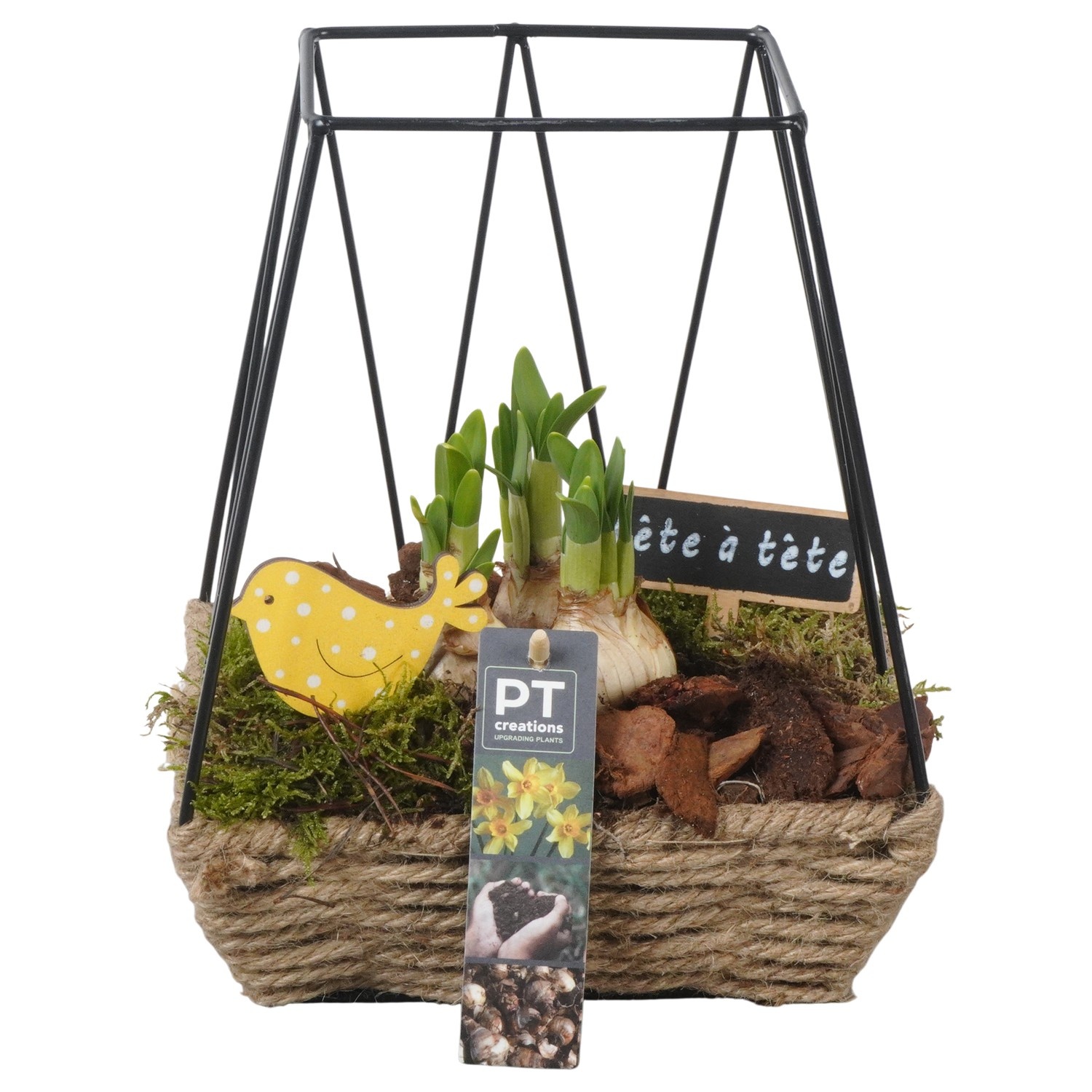 PTN8660 Arrangement Narcissus in mand met metaal, D 19