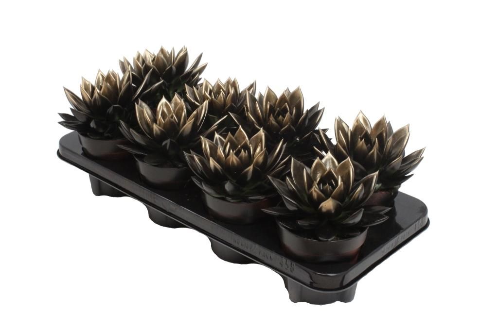 Miranda bicoloured black/gold, D 12